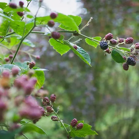 Počitniška hiša Naturalina House *