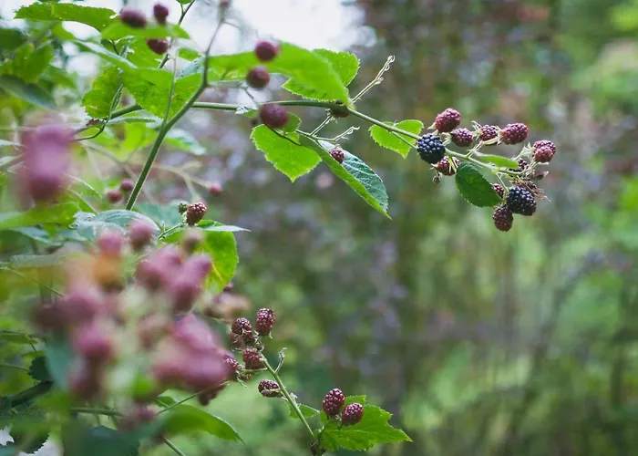 Сasa de vacaciones Naturalina House *